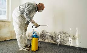 St Bonifacius, MN Mold Removal & Remediation Company